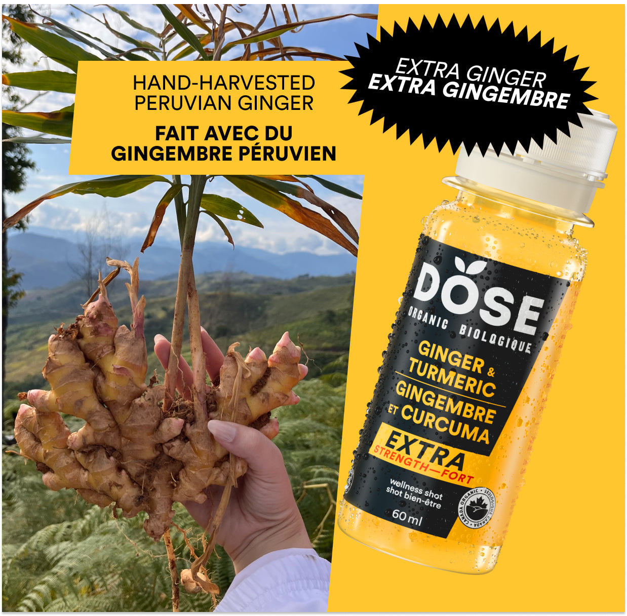 GINGER &amp; TURMERIC EXTRA STRENGTH - 36 organic cold pressed shots 60ml