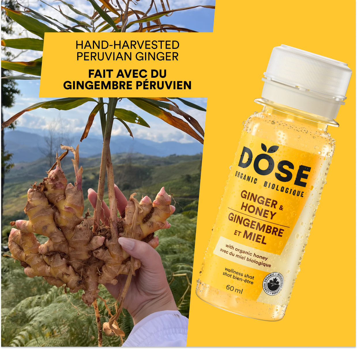 GINGER &amp; HONEY - organic cold-pressed shots 60ml