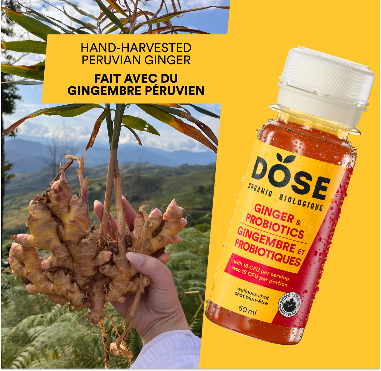 GINGER &amp; PROBIOTICS 60 ml- Organic cold pressed shot