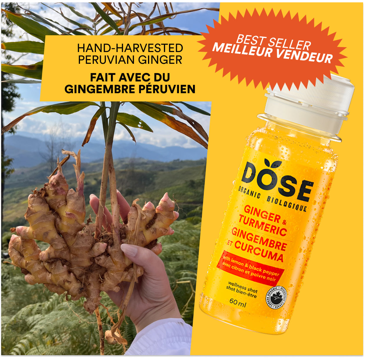 GINGER &amp; TURMERIC 60ml - Organic cold pressed shot
